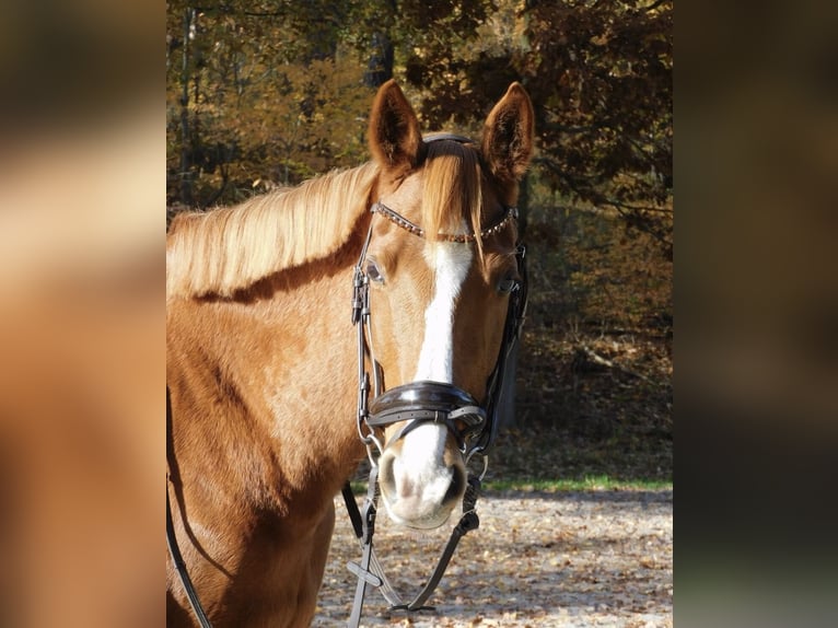 German Sport Horse Mare 12 years 15.2 hh Chestnut-Red in Köthen