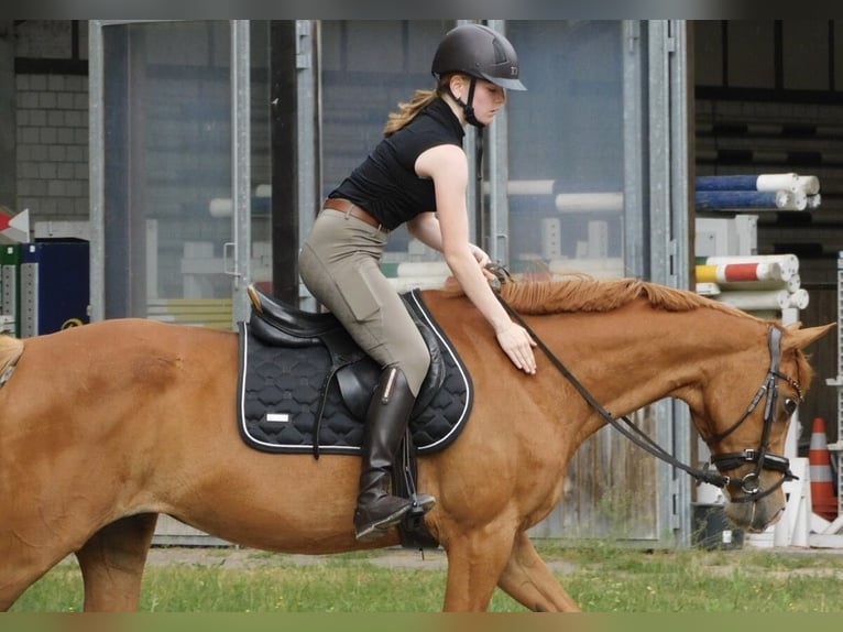 German Sport Horse Mare 12 years 15.2 hh Chestnut-Red in Köthen