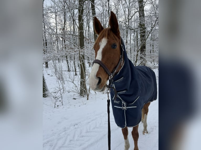 German Sport Horse Mare 12 years 15.2 hh Chestnut-Red in Köthen