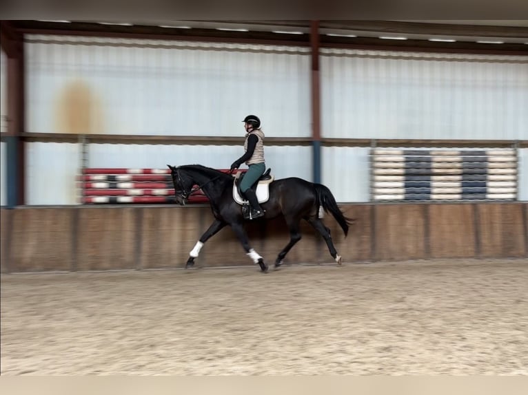 German Sport Horse Mare 12 years 16.1 hh Bay-Dark in Oud Gastel