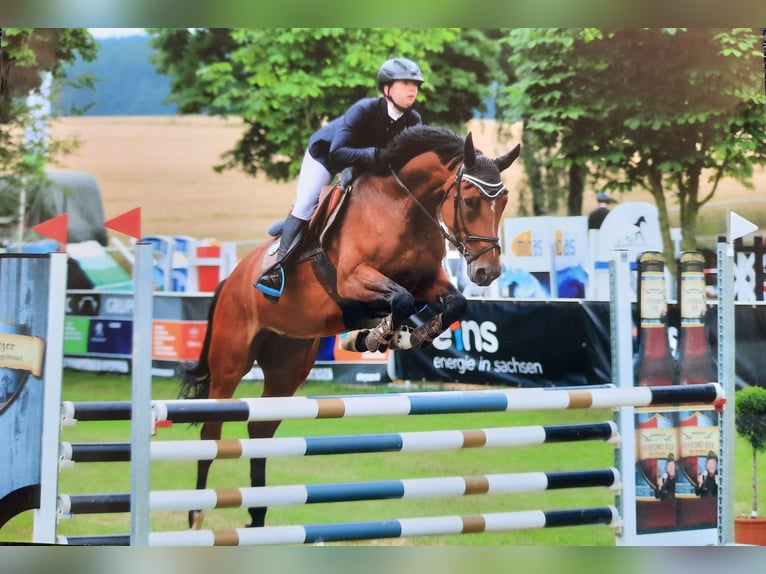 German Sport Horse Mare 12 years 16.1 hh Brown in Burgstädt