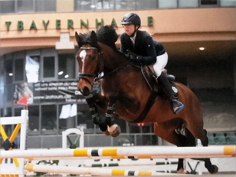 German Sport Horse Mare 12 years 16.1 hh Brown in Burgstädt
