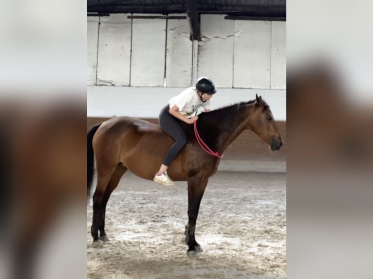 German Sport Horse Mare 12 years 16,1 hh Brown in Ahrensbök