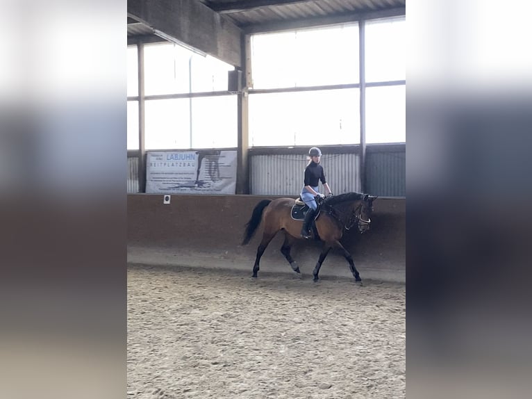 German Sport Horse Mare 12 years 16,1 hh Brown in Ahrensbök