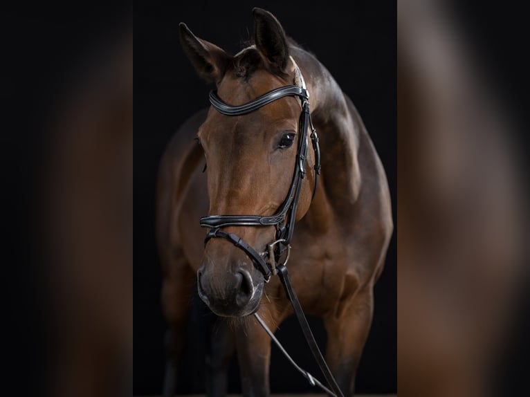 German Sport Horse Mare 12 years 16,1 hh Brown in Ahrensbök