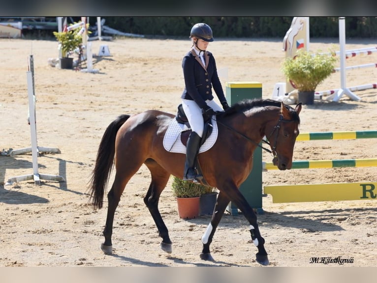 German Sport Horse Mare 12 years 16.1 hh Brown in Kolinec