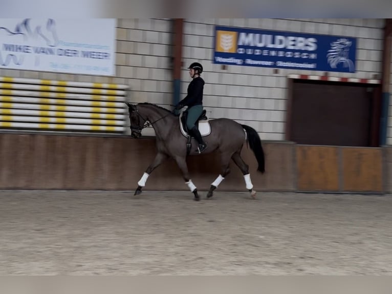 German Sport Horse Mare 12 years 16.1 hh Smoky-Black in Oud Gastel