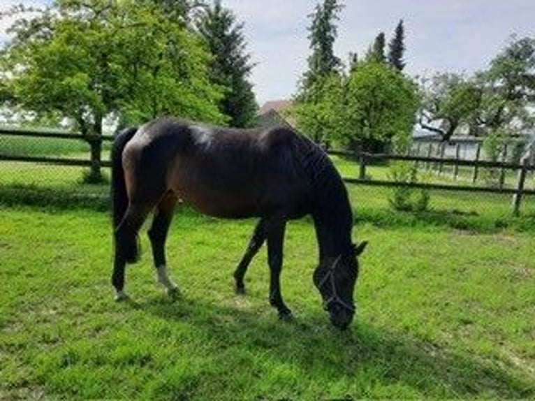 German Sport Horse Mare 12 years 16,2 hh Bay-Dark in Werther