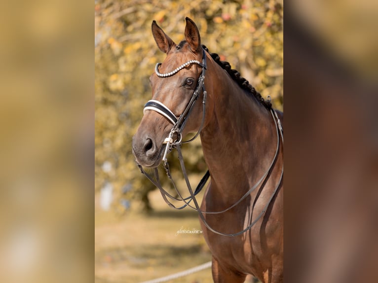 German Sport Horse Mare 12 years 16,3 hh Bay-Dark in Lehrberg