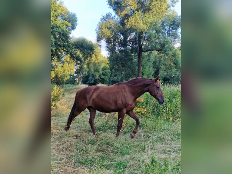 German Sport Horse Mare 12 years 16.3 hh Chestnut in Loburg