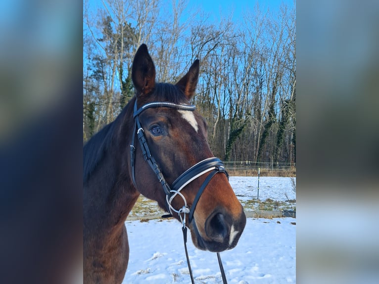 German Sport Horse Mare 12 years 16 hh Bay-Dark in Neustadt (Dosse)