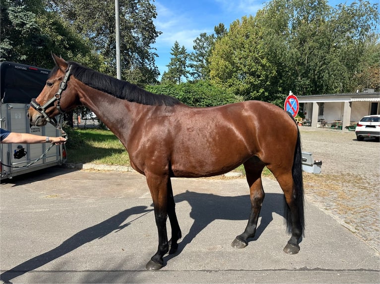 German Sport Horse Mare 12 years 16 hh Brown in Berlin