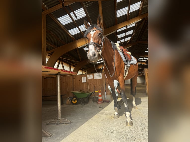 German Sport Horse Mare 12 years 16 hh Brown in Petersberg