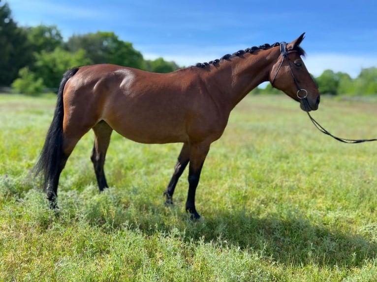 German Sport Horse Mare 12 years 16 hh Brown in Weinb&#xF6;hla