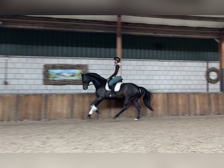 German Sport Horse Mare 12 years 16,1 hh Bay-Dark in Oud Gastel