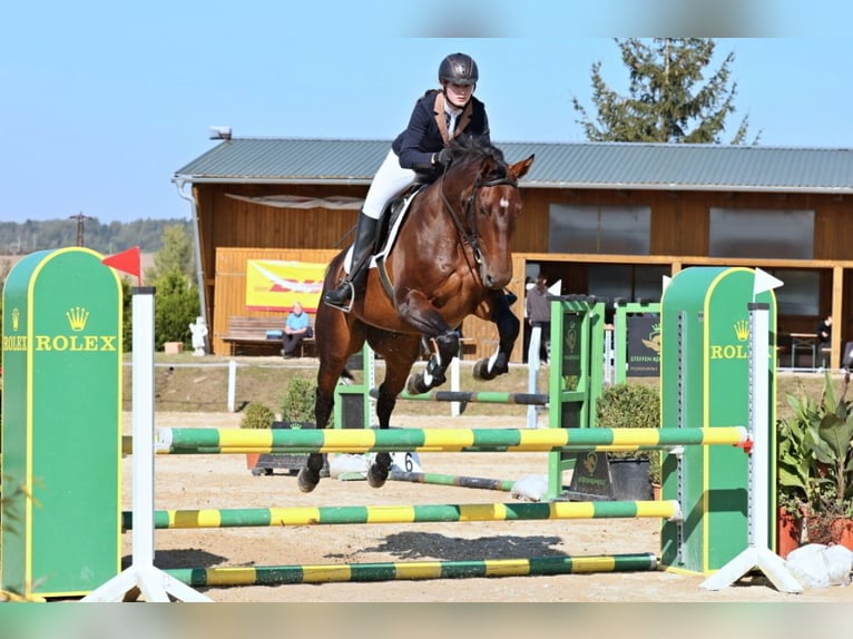 German Sport Horse Mare 12 years 16,1 hh Brown in Kolinec