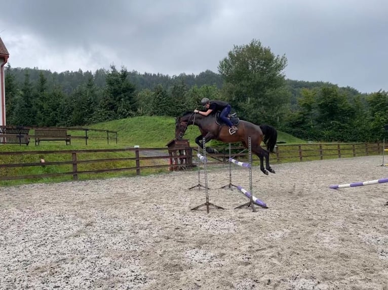 German Sport Horse Mare 12 years 16,1 hh Brown in Kolinec