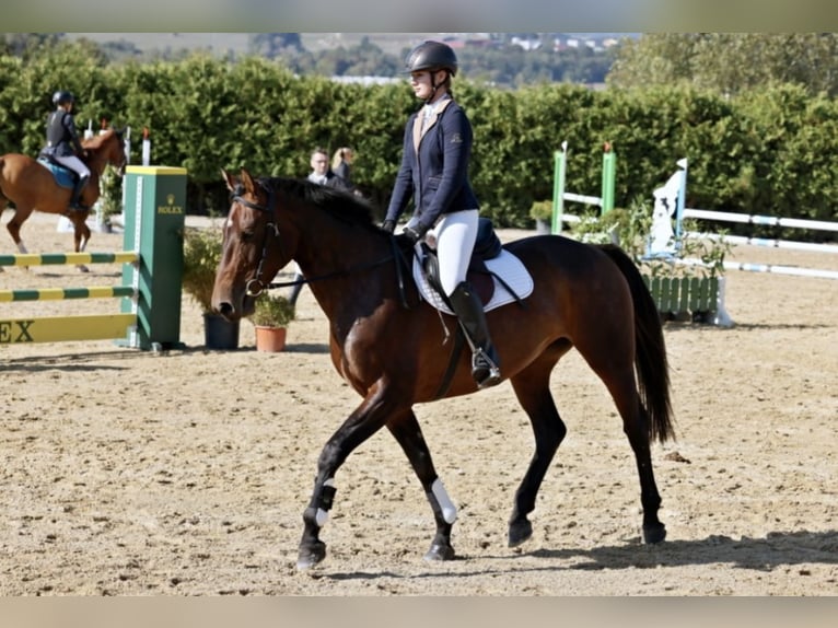 German Sport Horse Mare 12 years 16,1 hh Brown in Kolinec