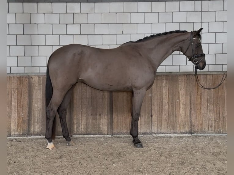 German Sport Horse Mare 12 years 16,1 hh Smoky-Black in Oud Gastel