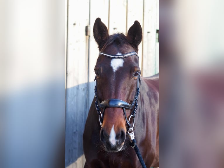 German Sport Horse Mare 12 years 16,2 hh Bay-Dark in Scharnstein