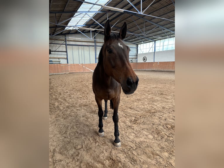 German Sport Horse Mare 12 years 16,2 hh Bay-Dark in Hanau
