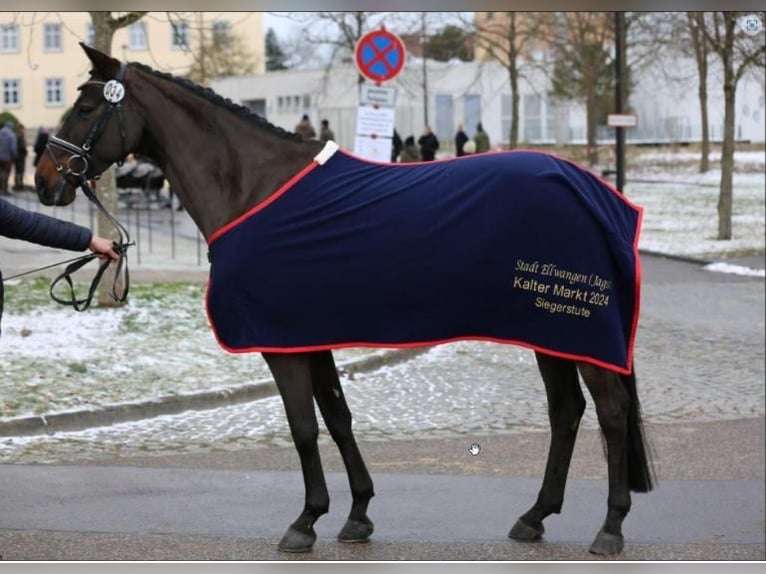 German Sport Horse Mare 12 years 16,2 hh Brown in Bühlerzell