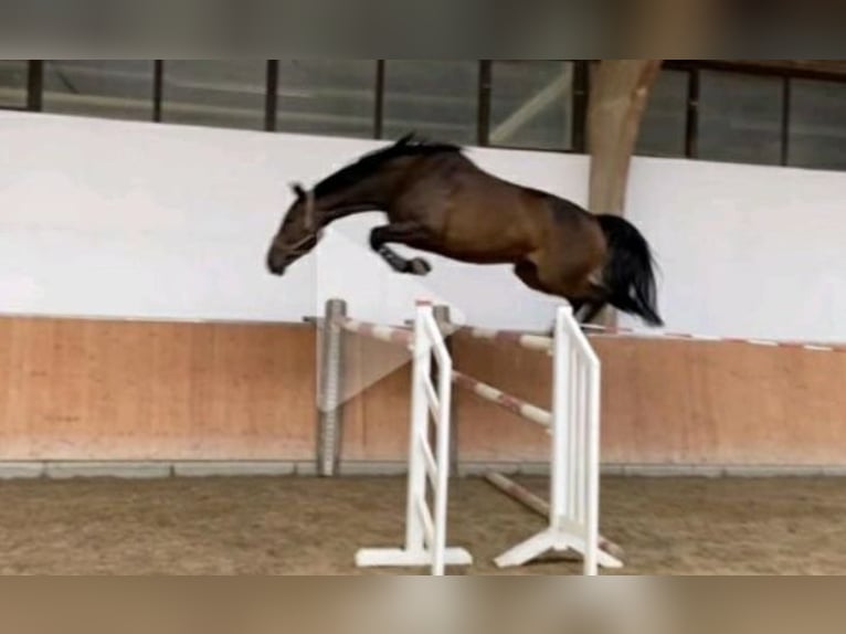 German Sport Horse Mare 12 years 16,2 hh Brown in Hanau