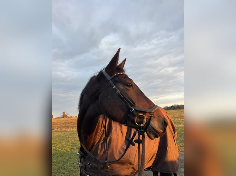 German Sport Horse Mare 12 years 16,2 hh Brown in Hanau