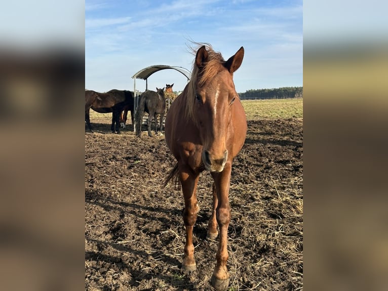 German Sport Horse Mare 12 years 16,2 hh Chestnut in Gräben