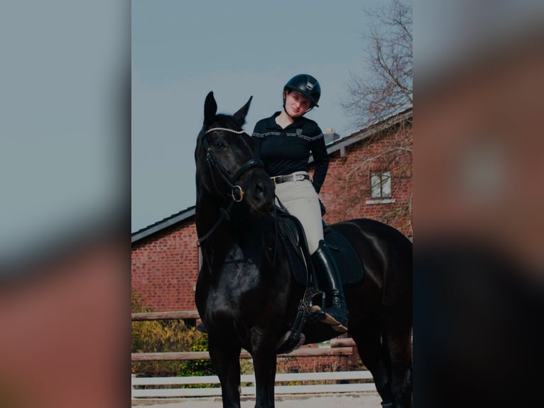German Sport Horse Mare 12 years 17 hh Black in Aachen