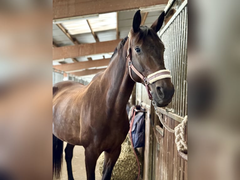 German Sport Horse Mare 12 years 17 hh Brown in Leipzig
