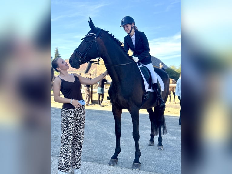 German Sport Horse Mare 12 years 17 hh Brown in Leipzig