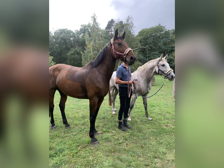 German Sport Horse Mare 12 years 17 hh Brown in Kalbe