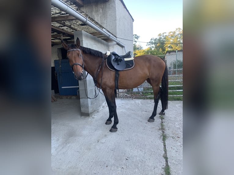 German Sport Horse Mare 12 years 17 hh Brown in Kalbe