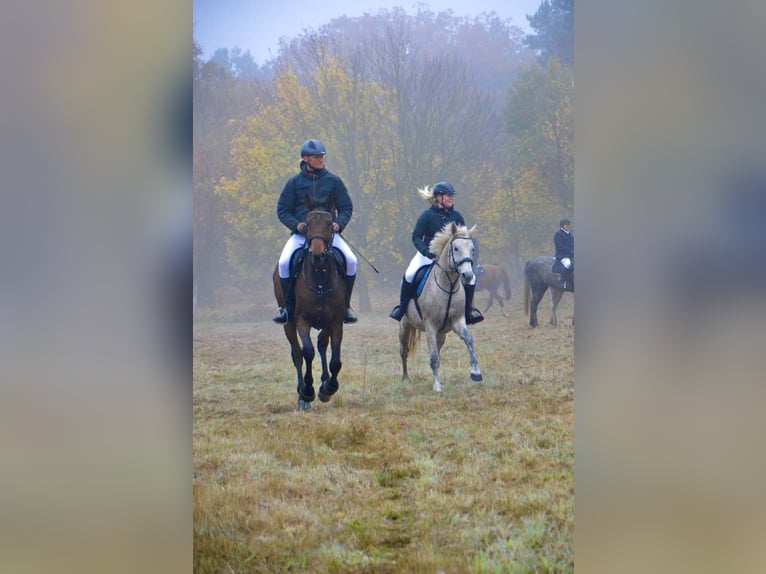 German Sport Horse Mare 12 years 17 hh Brown in Kalbe