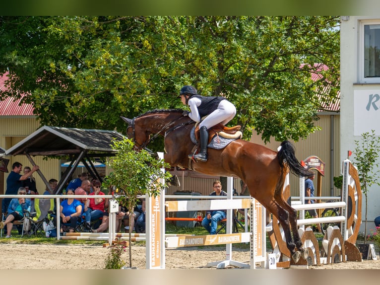 German Sport Horse Mare 12 years 17 hh Brown in L&#xF6;bnitz