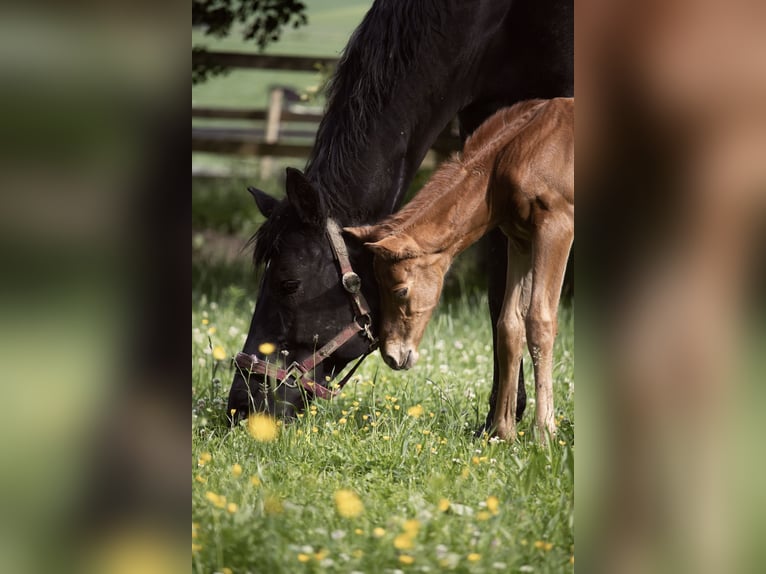 German Sport Horse Mare 12 years 17,1 hh Black in Nellingen Aichen