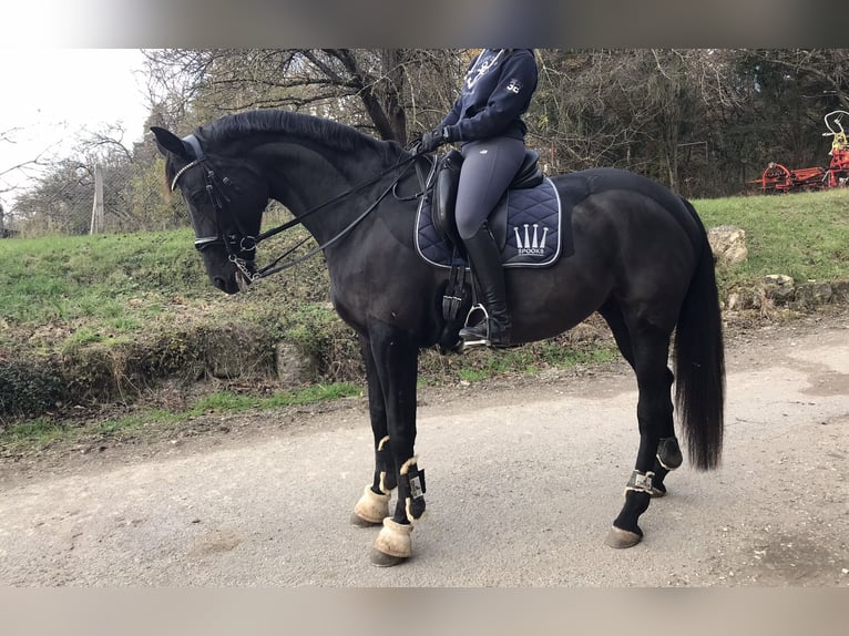 German Sport Horse Mare 12 years 17,1 hh Black in Nellingen Aichen