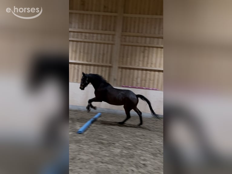 German Sport Horse Mare 12 years Brown in Hofstetten