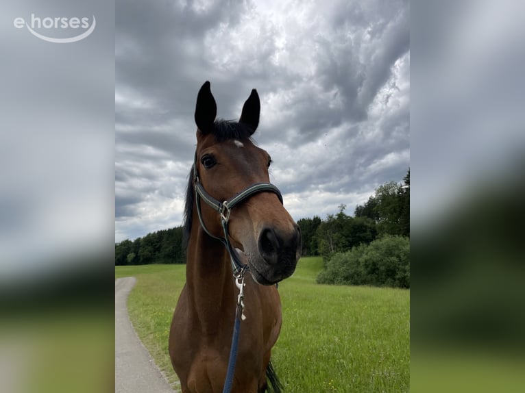 German Sport Horse Mare 12 years Brown in Hofstetten
