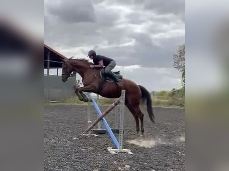 German Sport Horse Mare 12 years Chestnut-Red in Lemwerder