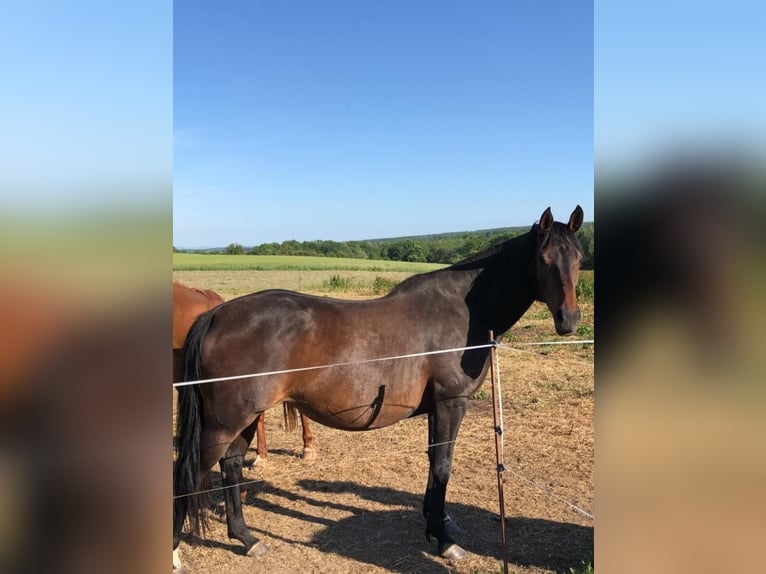 German Sport Horse Mare 13 years 15,2 hh Bay-Dark in Küllstedt