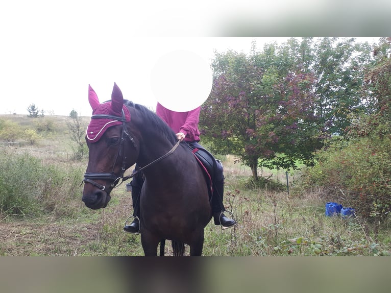 German Sport Horse Mare 13 years 15,2 hh Bay-Dark in Küllstedt