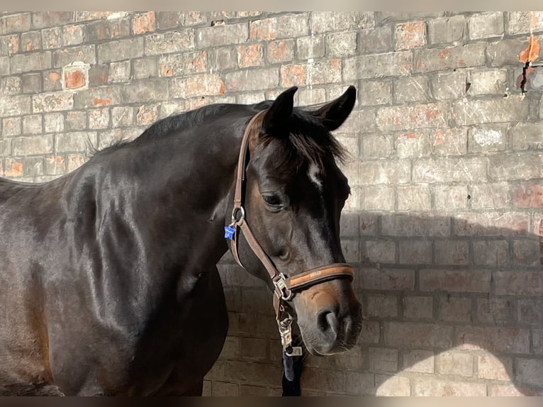 German Sport Horse Mare 13 years 15.2 hh Bay-Dark in Wolfenbüttel