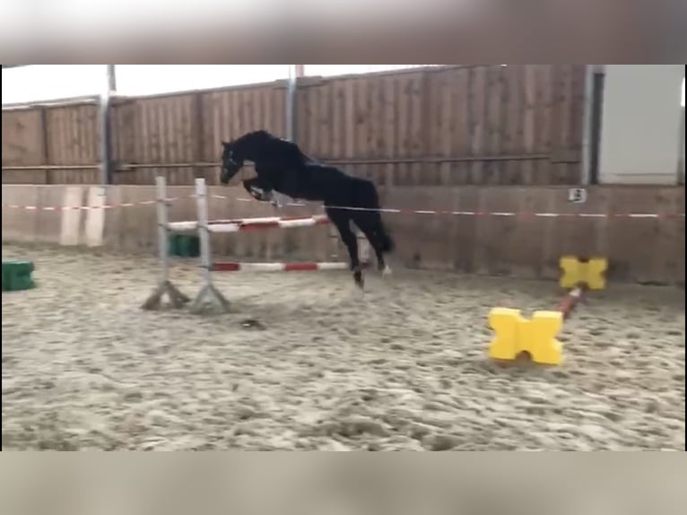 German Sport Horse Mare 13 years 15.2 hh Bay-Dark in Wolfenbüttel