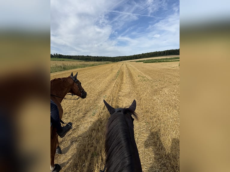 German Sport Horse Mare 13 years 15.2 hh Bay-Dark in Wolfenbüttel