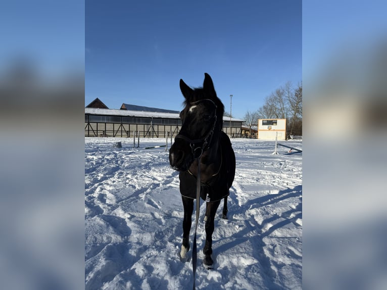 German Sport Horse Mare 13 years 15.2 hh Bay-Dark in Wolfenbüttel