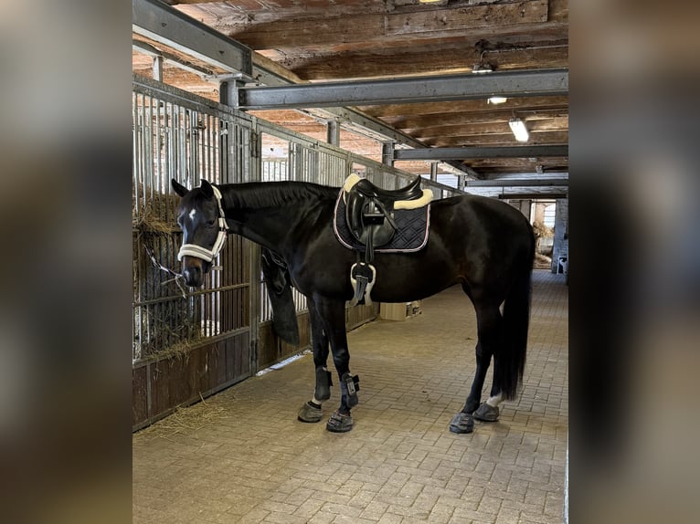 German Sport Horse Mare 13 years 15.2 hh Bay-Dark in Wolfenbüttel