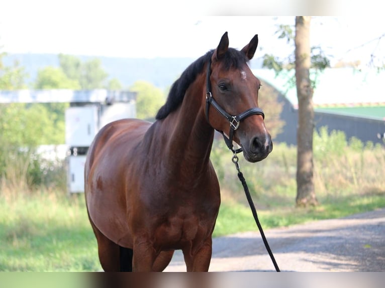 German Sport Horse Mare 13 years 15,3 hh Brown in Gefell