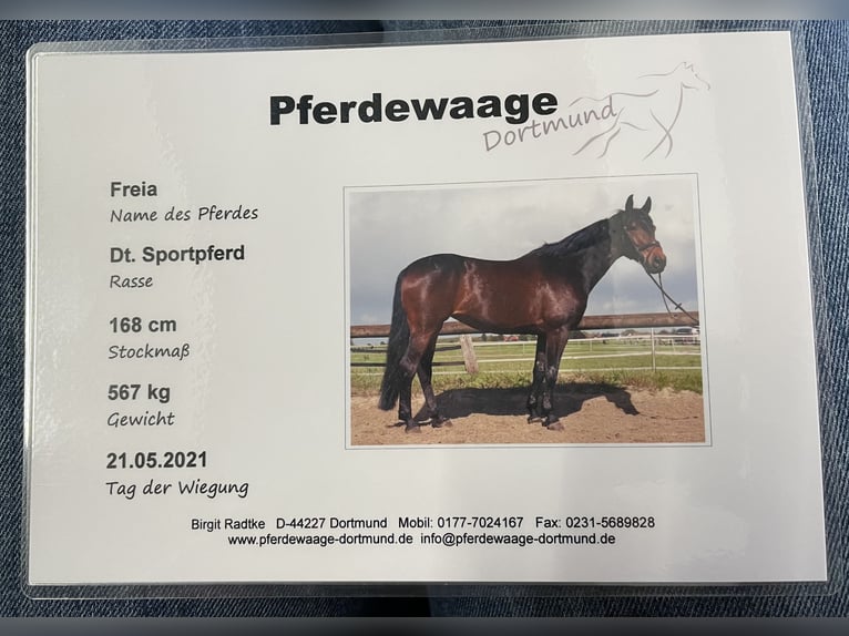 German Sport Horse Mare 13 years 16,1 hh Bay-Dark in Dortmund